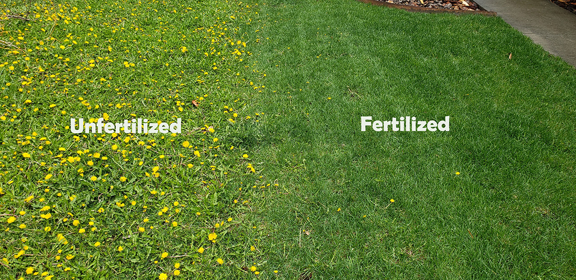 turf grass unfertilized vs fertilized